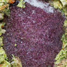 Hash halo
